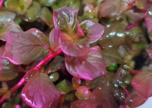 Ludwigia Ovalis Pink, Rare, Live Aquarium Plants