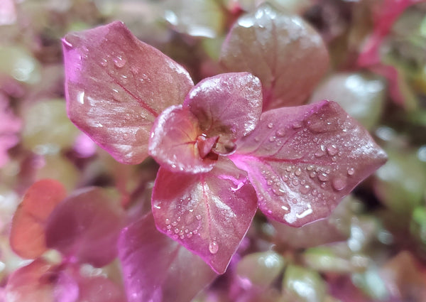 Ludwigia Ovalis Pink, Rare, Live Aquarium Plants