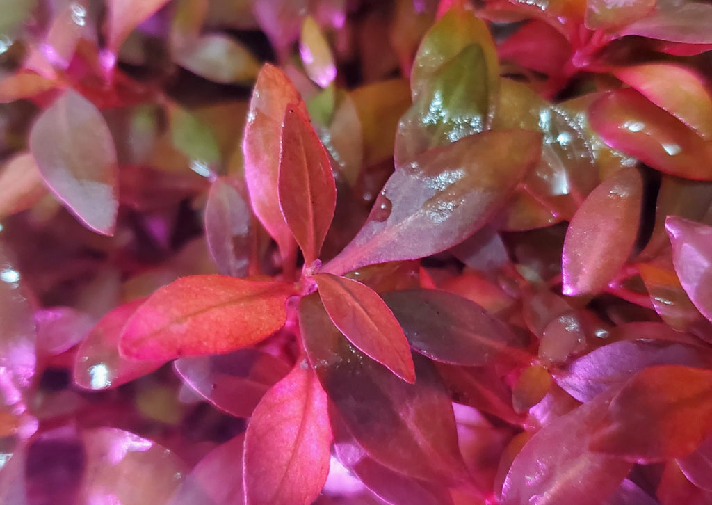 Alternanthera Reineckii Ocipus (Rare) Freshwater Live Aquarium Plants + EXTRA