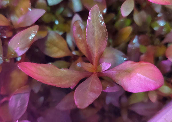 Alternanthera Reineckii Ocipus (Rare) Freshwater Live Aquarium Plants + EXTRA