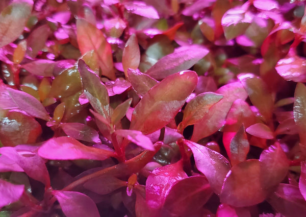 Alternanthera Reineckii Ocipus (Rare) Freshwater Live Aquarium Plants + EXTRA