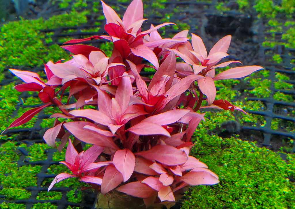 Ludwigia Peruensis Fully Red ,  Live Aquarium Plants