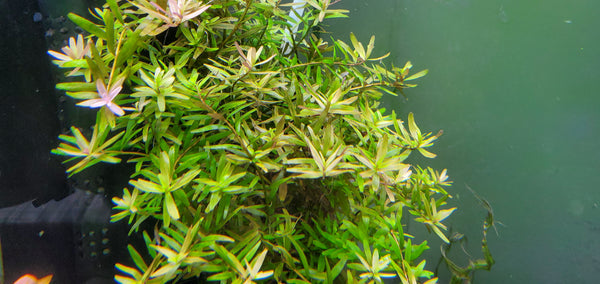 Rotala Caterpillar, Live Aquarium Plants