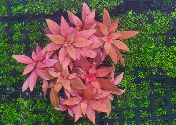 Ludwigia Peruensis Fully Red ,  Live Aquarium Plants