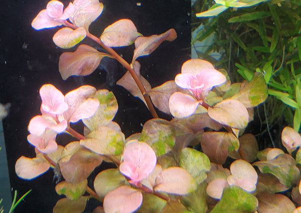 Ludwigia Ovalis Pink, Rare, Live Aquarium Plants