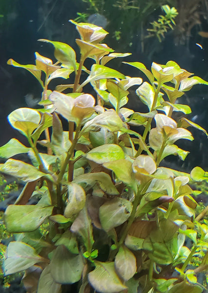 Ludwigia Ovalis Pink, Rare, Live Aquarium Plants