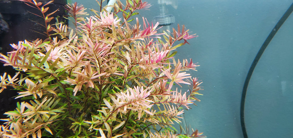 Rotala Caterpillar, Live Aquarium Plants