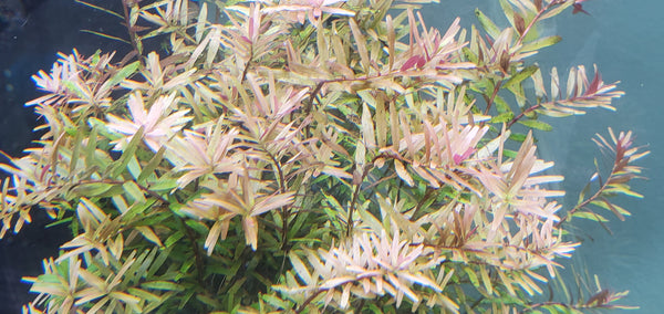 Rotala Caterpillar, Live Aquarium Plants
