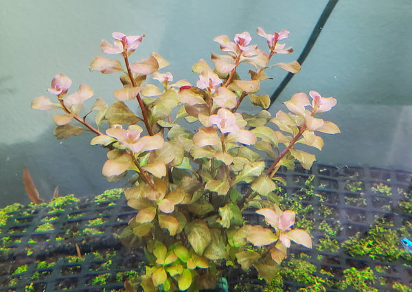 Ludwigia Ovalis Pink, Rare, Live Aquarium Plants