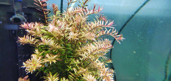 Rotala Caterpillar, Live Aquarium Plants