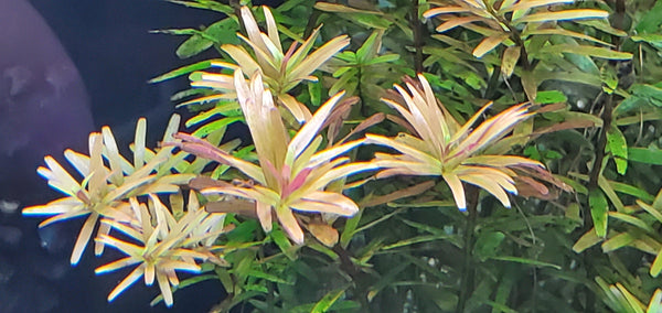 Rotala Caterpillar, Live Aquarium Plants