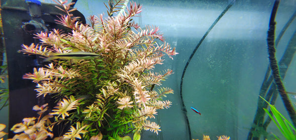Rotala Caterpillar, Live Aquarium Plants