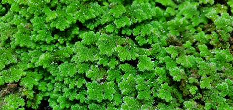 Azolla Caroliniana - Floater, Live Aquarium Plants