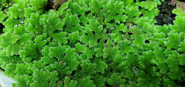 Azolla Caroliniana - Floater, Live Aquarium Plants