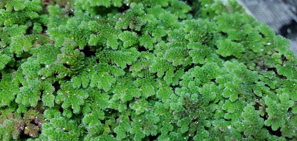 Azolla Caroliniana - Floater, Live Aquarium Plants