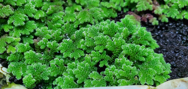 Azolla Caroliniana - Floater, Live Aquarium Plants