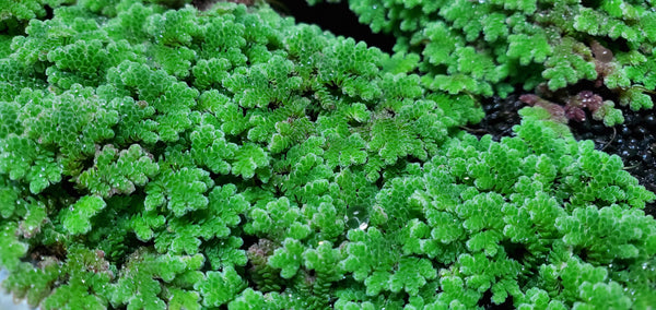 Azolla Caroliniana - Floater, Live Aquarium Plants