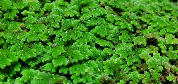 Azolla Caroliniana - Floater, Live Aquarium Plants