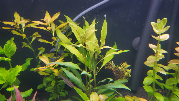 Hygrophila Corymbosa Siamensis, Live Aquarium Plants
