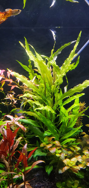 4 Kinds (Rotala Sp Green, Alternanthera Reineckii Mini, Hygrophila Siamensis, Lobelia Cardinalis) Bundle, Freshwater Live Aquarium Plants + EXTRA