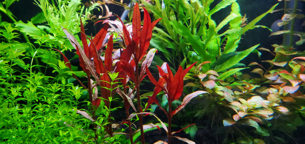 4 Kinds (Rotala Sp Green, Alternanthera Reineckii Mini, Hygrophila Siamensis, Lobelia Cardinalis) Bundle, Freshwater Live Aquarium Plants + EXTRA