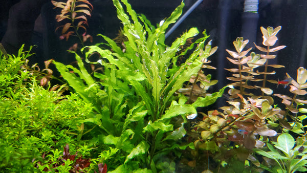 Hygrophila Corymbosa Siamensis, Live Aquarium Plants