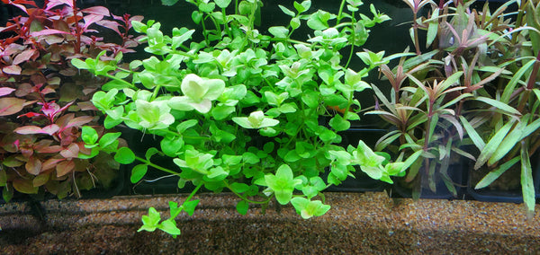 Bacopa Australis, Live Aquarium Plants