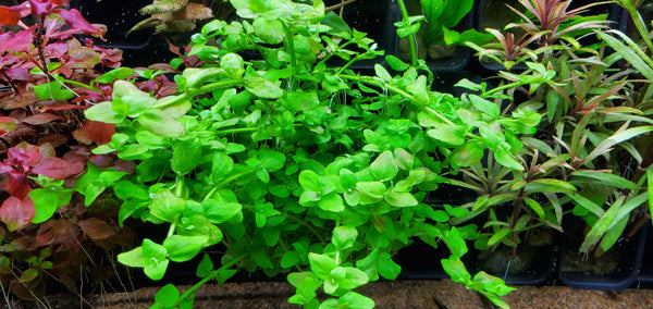 Bacopa Australis, Live Aquarium Plants
