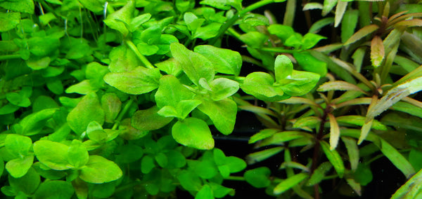 Bacopa Australis, Live Aquarium Plants