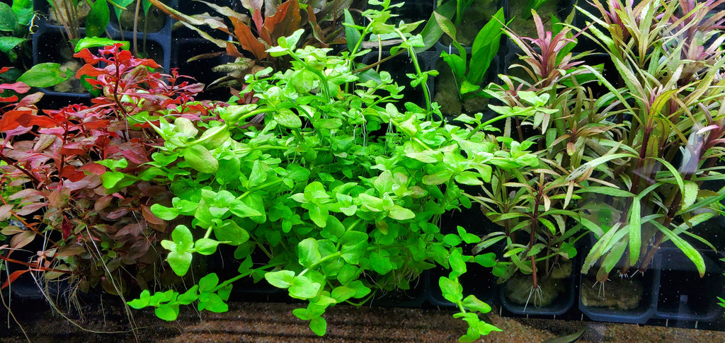Bacopa Australis, Live Aquarium Plants