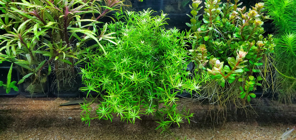 4 Kinds (Ludwigia Sp Red, Rotala Variety 2, Hygrophila Corymbosa Compacta, Limnophila Mini Vietnam) Bundle, Freshwater Live Aquarium Plants