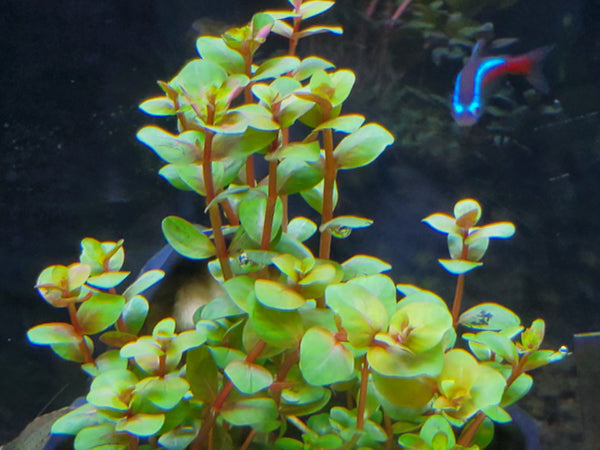 Orange Juice, Live Aquarium Plants