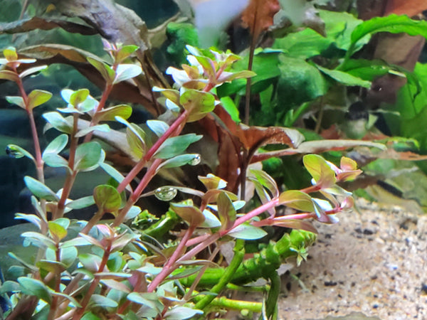 Orange Juice, Live Aquarium Plants