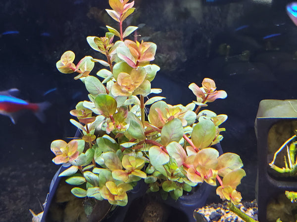 Orange Juice, Live Aquarium Plants