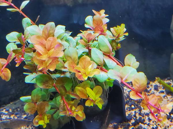 Orange Juice, Live Aquarium Plants