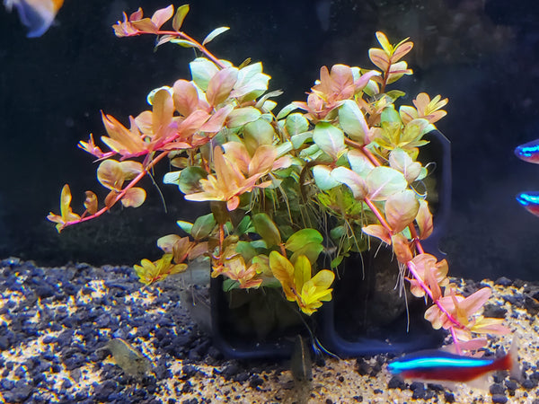Orange Juice, Live Aquarium Plants