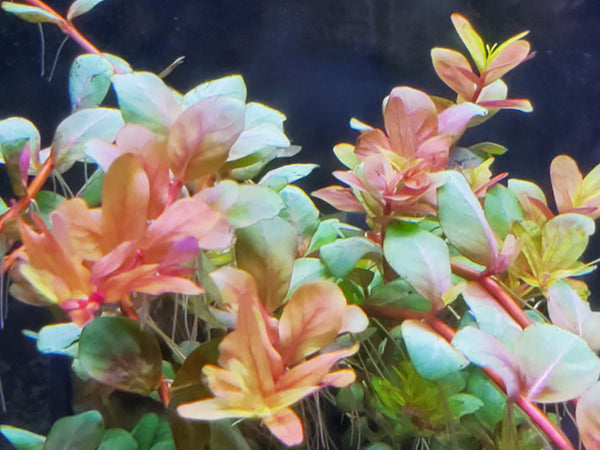 Orange Juice, Live Aquarium Plants