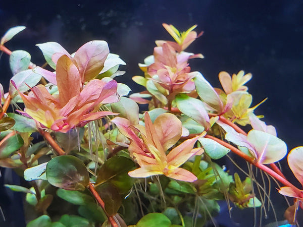 Orange Juice, Live Aquarium Plants