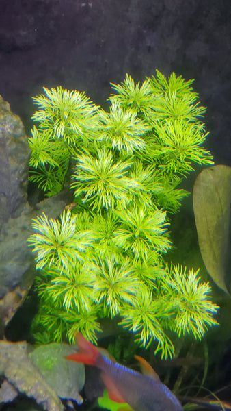 Limnophila Heterophylla, Purple Mudwort , Live Aquarium Plants