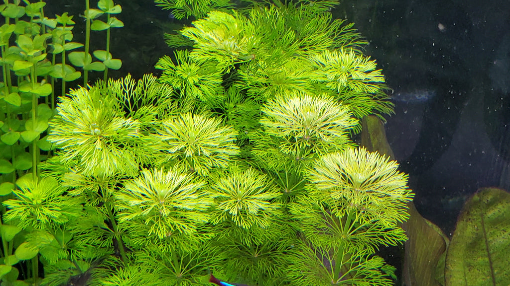 Limnophila Heterophylla, Purple Mudwort , Live Aquarium Plants
