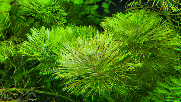 Limnophila Heterophylla, Purple Mudwort , Live Aquarium Plants