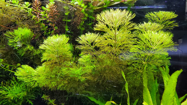 Limnophila Heterophylla, Purple Mudwort , Live Aquarium Plants