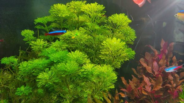 Limnophila Heterophylla, Purple Mudwort , Live Aquarium Plants