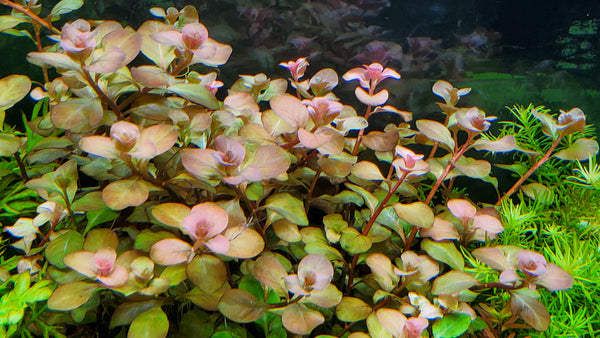 PearlingPlants, Fully Submerged Aquarium Plants
