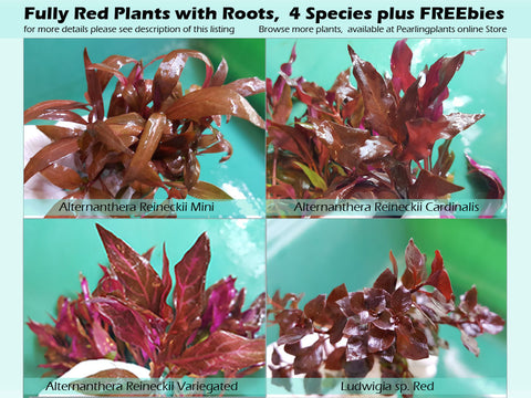 Fully Red Plants with Roots,  4 Species, Live Aquarium Plants + EXTRA