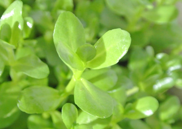 Bacopa Madagascariensis (Rare), Live Aquarium Plants