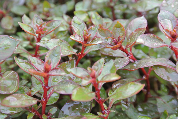 4 Kinds (Ludwigia Sp Red, Rotala Variety 2, Hygrophila Corymbosa Compacta, Limnophila Mini Vietnam) Bundle, Freshwater Live Aquarium Plants