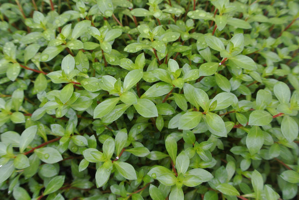 4 Kinds (Alternanthera Reineckii Cardinalis, Bacopa Caroliniana, Hygrophila Brown, Ludwigia Repens) Freshwater Live Aquarium Plants + EXTRA