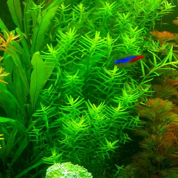 Rotala Sp Green, Live Aquarium Plants