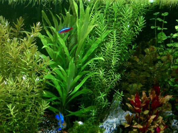 Hygrophila Corymbosa Siamensis, Live Aquarium Plants